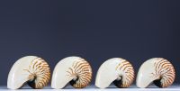 Set of four Nautilus shells.