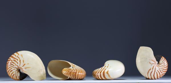 Set of four Nautilus shells.