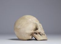 Skull, study work in plaster, late 19th and early 20th century.