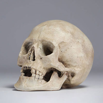 Skull, study work in plaster, late 19th and early 20th century.