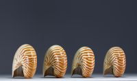 Set of four Nautilus shells.