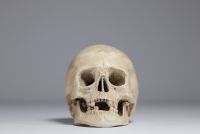 Skull, study work in plaster, late 19th and early 20th century.