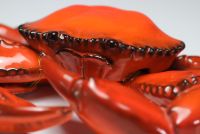 Vallauris - Large glazed ceramic crab, circa 1950.